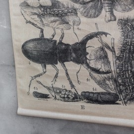 Schoolkaart insekten