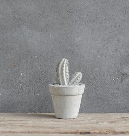 Cactus beton klein