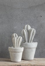 Cactus beton klein