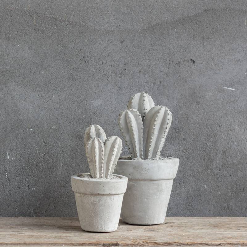 Cactus beton klein