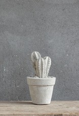 Cactus beton klein