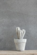 Cactus beton groot