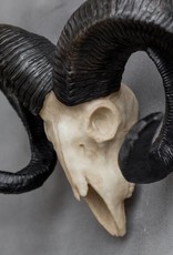 Ramskop skull