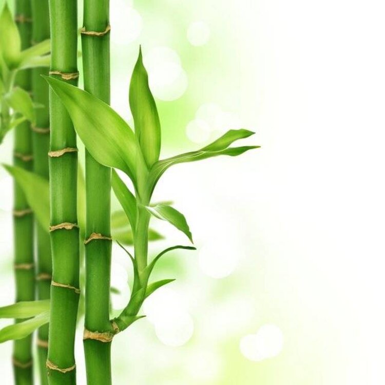 DeOliebaron  Bamboe Massage Olie 500 ml