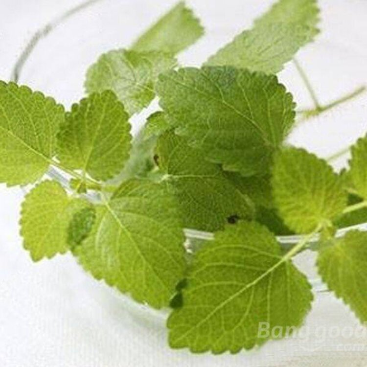 DeOliebaron Etherische olie Chinese mint 20 ml