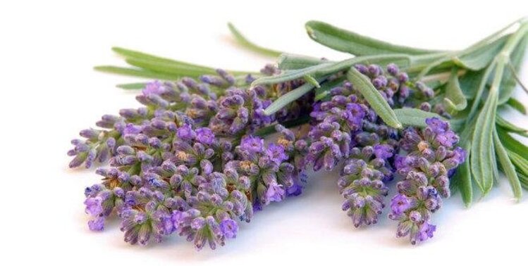 DeOliebaron Lavendel massage olie 1000 ml + pomp