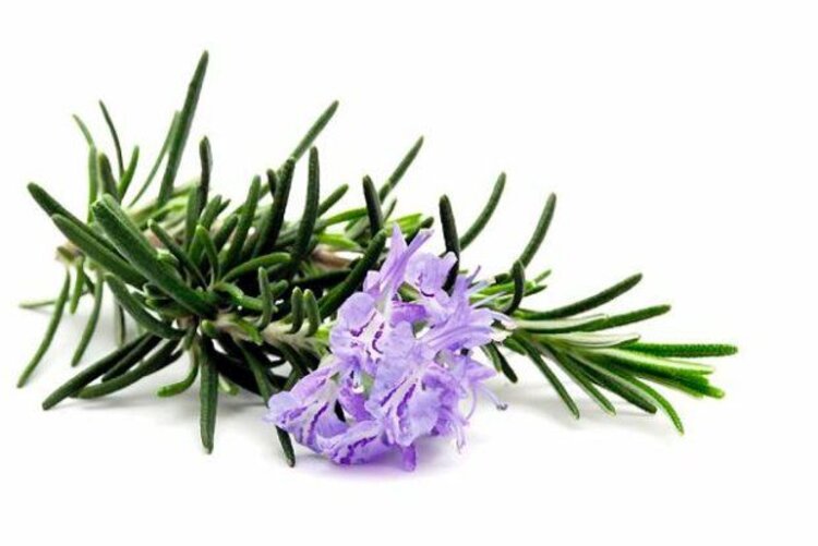 DeOliebaron Etherische olie Rozemarijn 10ml