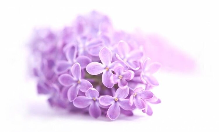 DeOliebaron Seringen Massage Olie 1000 ml + pomp