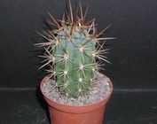 Corryocactus
