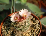 Gymnocactus