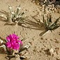 Ariocarpus agavoides      CITES, not outside EU