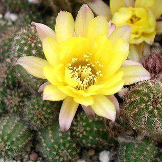 Chamaecereus silvestrii-Hybr.  `gelbe Blüte`