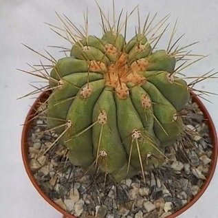 Copiapoa haseltoniana