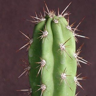 Corryocactus brevistylus