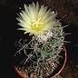 Coryphantha durangensis  SB 453