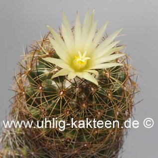 Coryphantha laui   E. Marte, Coah.