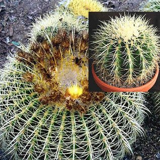 Echinocactus grusonii