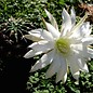 Echinopsis obrepanda