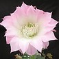 Echinopsis-Hybr. Nummer 11   Blüte weiß-rosa / white-rose