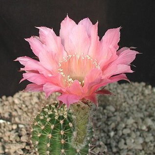 Echinopsis-Hybr. Rendezvouz  Rheingold 240