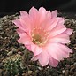 Echinopsis-Hybr. Sunset  Serie 390