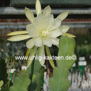 Epiphyllum crenatum