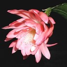 Epiphyllum-Hybr. `Bohemienne`