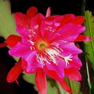 Epiphyllum-Hybr. Madagascar