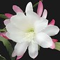 Epiphyllum-Hybr. Unschuld