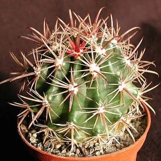 Ferocactus fordii   Baja California