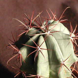 Ferocactus peninsulae   Puerto Lopez Mateo