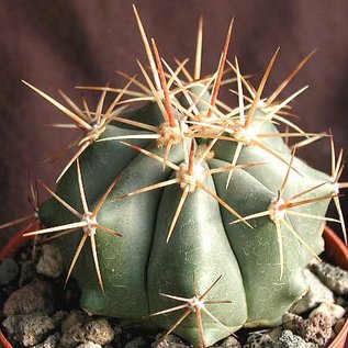 Ferocactus townsendianus   km 135, Microonda El Rifle