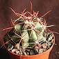 Ferocactus townsendianus   km 169, Microonda El Torete