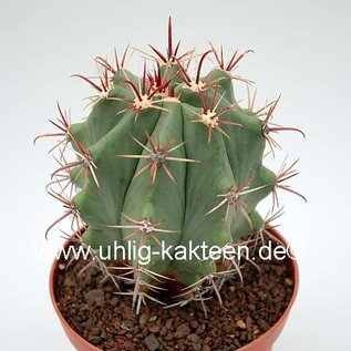 Ferocactus townsendianus   km 75,5, Microonda - El Cardon