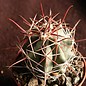 Ferocactus townsendianus   10 km östl. Las Pocitas