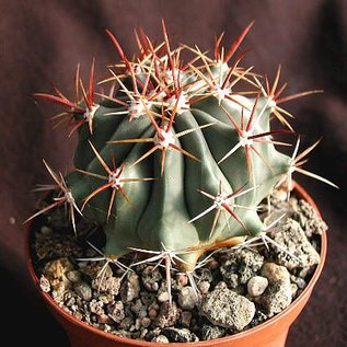 Ferocactus townsendianus   Miramar, El Rincon