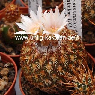 Gymnocactus ysabelae      CITES, not outside EU