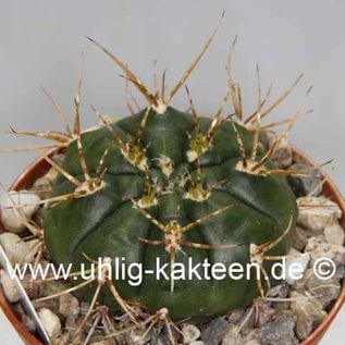 Gymnocalycium eurypleurum