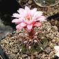 Gymnocalycium ferrarii   Mazan, Argentinien