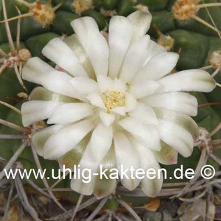 Gymnocalycium pflanzii v. eytianum