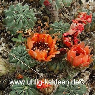 Lobivia glauca v. paucicostata WR 217 Quebrada de Humahuaca, Jujuy, Argentina