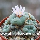 Lophophora williamsii f. caespitosa