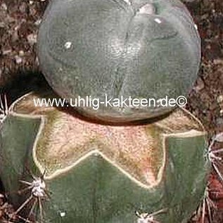 Lophophora williamsii    gepfr.