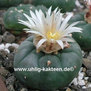 Lophophora diffusa v. koehresii