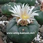 Lophophora diffusa v. koehresii