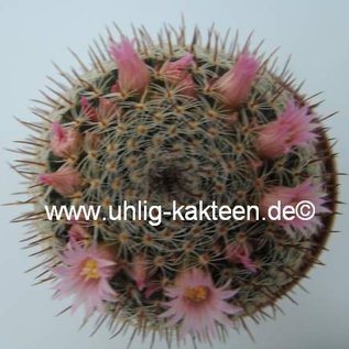 Mammillaria elegans (meissneri?)   Tehuacan-Huajuapan km 19, Mexiko