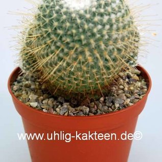 Mammillaria geminispina