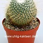 Mammillaria geminispina