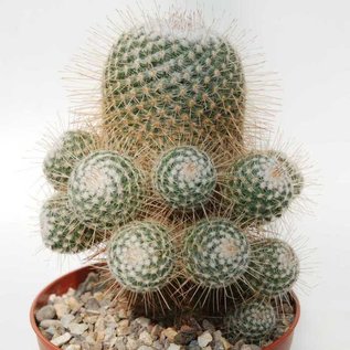 Mammillaria geminispina