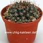 Mammillaria glareosa   BC